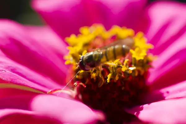 Bee on a flower — Stock Photo, Image