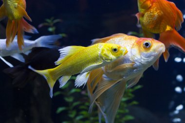 bir akvaryum balık