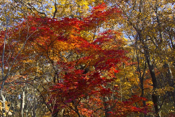 Leaves in the autumn wood — Stock Photo, Image