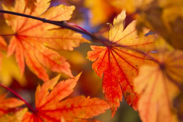 秋天的木头里的叶子 — 图库照片