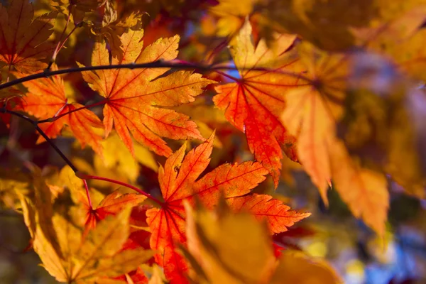 stock image Leaves in the autumn wood