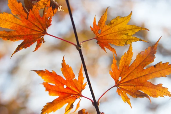 秋天的木头里的叶子 — 图库照片