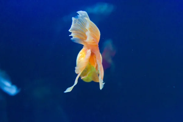 小さな水族館で魚を — ストック写真