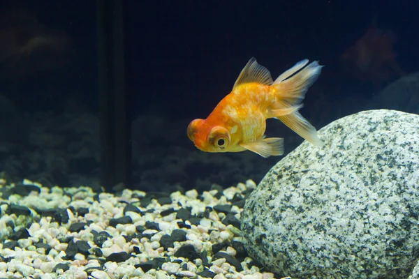 Petits poissons dans un aquarium — Photo