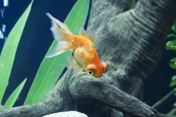 Piccoli pesci in un acquario — Foto Stock