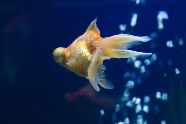 小さな水族館で魚を — ストック写真