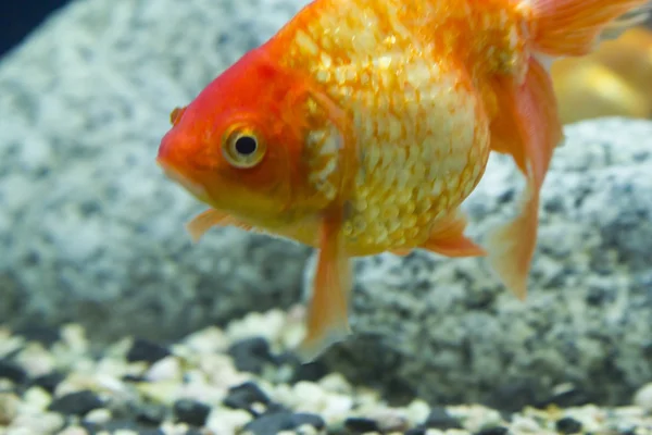 Kleine Fische im Aquarium — Stockfoto