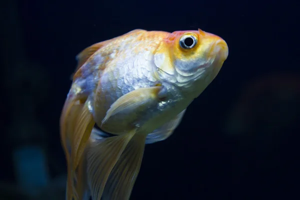 Bir akvaryum balık — Stok fotoğraf