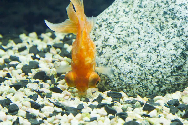 Los peces pequeños en el acuario — Foto de Stock