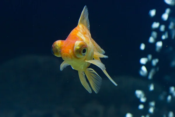 Piccoli pesci in un acquario — Foto Stock