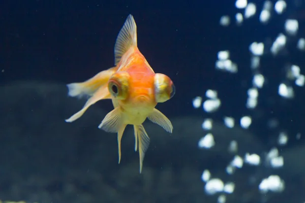 Kleine vissen in een aquarium — Stockfoto