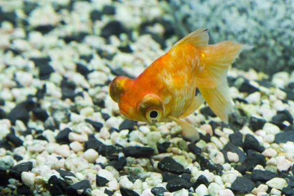 小さな水族館で魚を — ストック写真