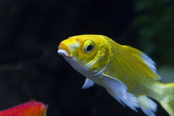 Los peces pequeños en el acuario — Foto de Stock