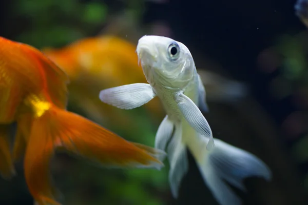 Petits poissons dans un aquarium — Photo