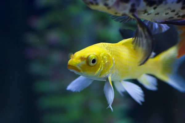 Petits poissons dans un aquarium — Photo