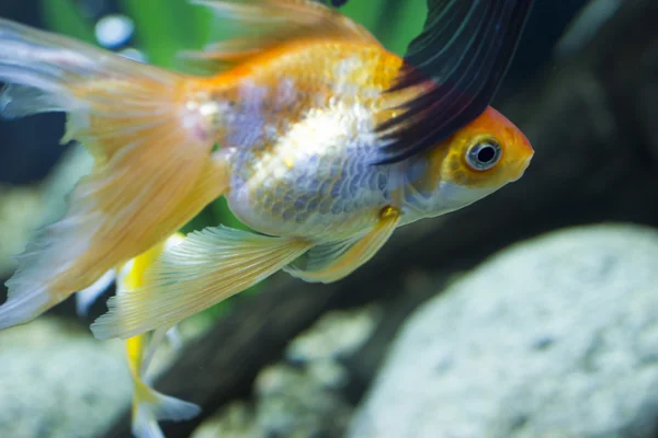 Kleine Fische im Aquarium — Stockfoto