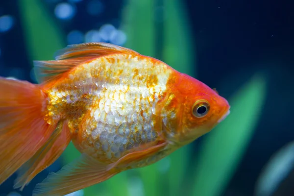 Petits poissons dans un aquarium — Photo