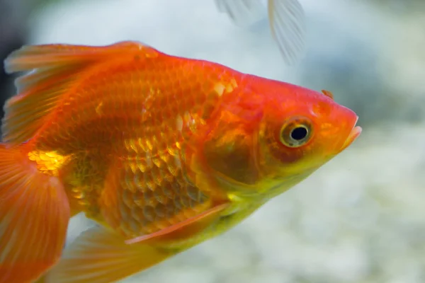 Kleine vissen in een aquarium — Stockfoto