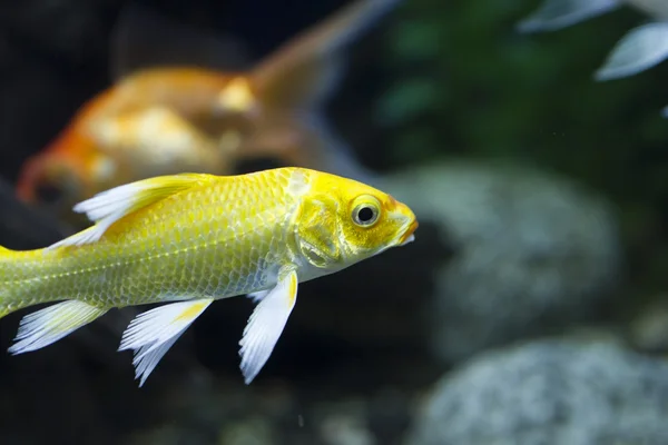 Los peces pequeños en el acuario — Foto de Stock