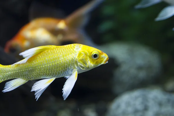 小さな水族館で魚を — ストック写真