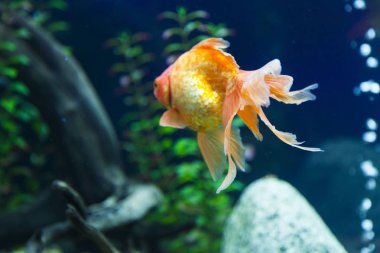 bir akvaryum küçük balıklar