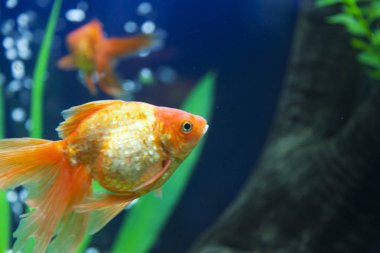 bir akvaryum küçük balıklar