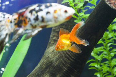 bir akvaryum küçük balıklar