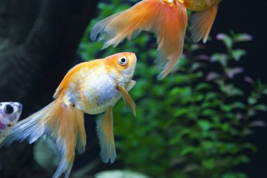 bir akvaryum küçük balıklar