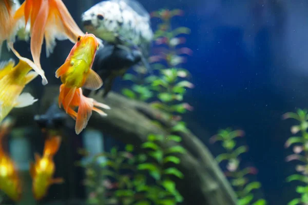 Kis halak az akváriumban — Stock Fotó