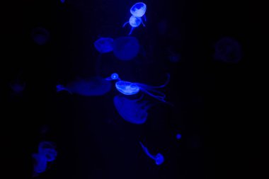 Jellyfishes bir akvaryum