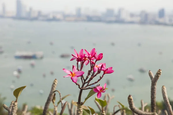 Mooie tropische bloemen — Stockfoto