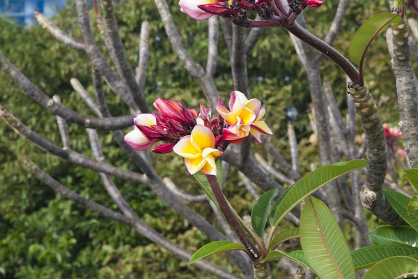 Güzel tropik çiçekler — Stok fotoğraf