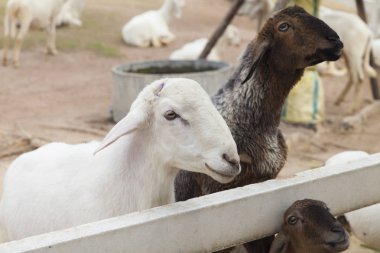 Kuzu bir glade üzerinde