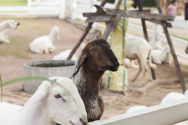 Kuzu bir glade üzerinde