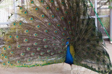 Yürüyüşte peacock