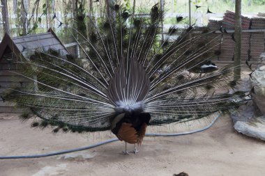 Yürüyüşte peacock
