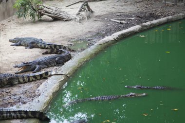 Timsahlar üzerinde avcılık