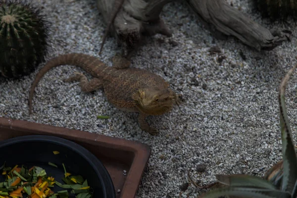 Lizard on hunting — Stock Photo, Image