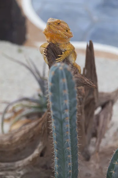 Lagarto en la caza —  Fotos de Stock