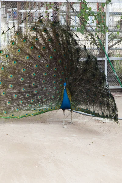 Peacock on walk — Stock Photo, Image