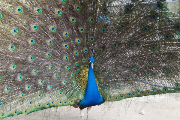 Peacock on walk — Stock Photo, Image