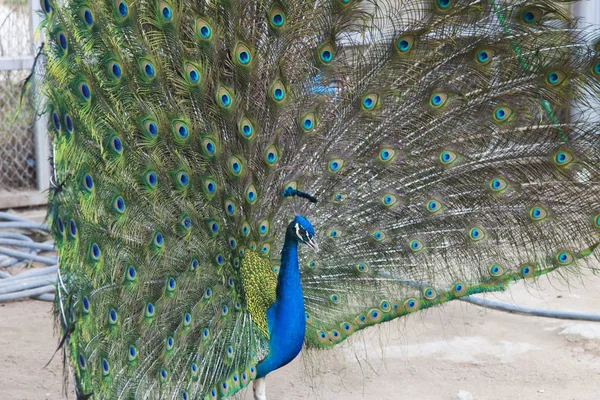 Peacock on walk — Stock Photo, Image