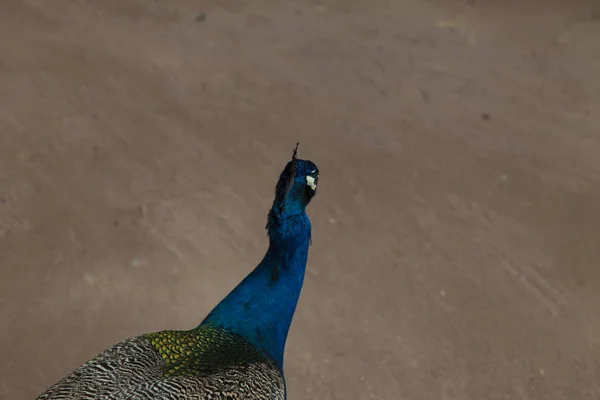 Peacock op wandeling — Stockfoto