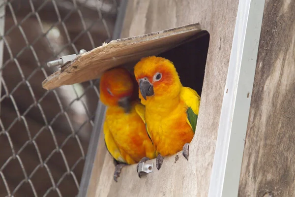 Little color parrots — Stock Photo, Image