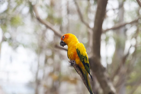 Malý barevný papoušek — Stock fotografie