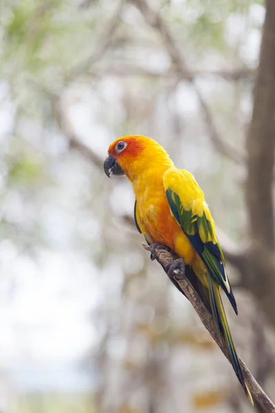 Trochę kolor papugi — Zdjęcie stockowe