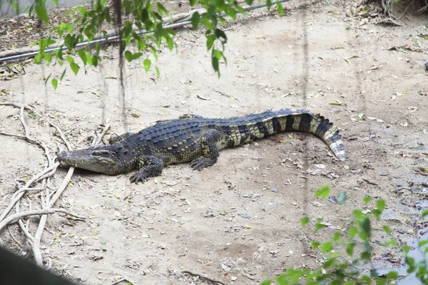 Crocodiles on hunting — Stock Photo, Image