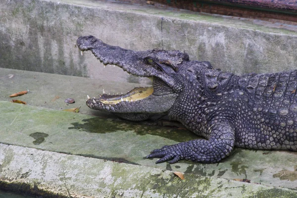 Crocodiles on hunting — Stock Photo, Image