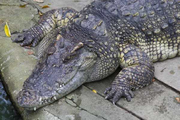 Crocodiles on hunting — Stock Photo, Image