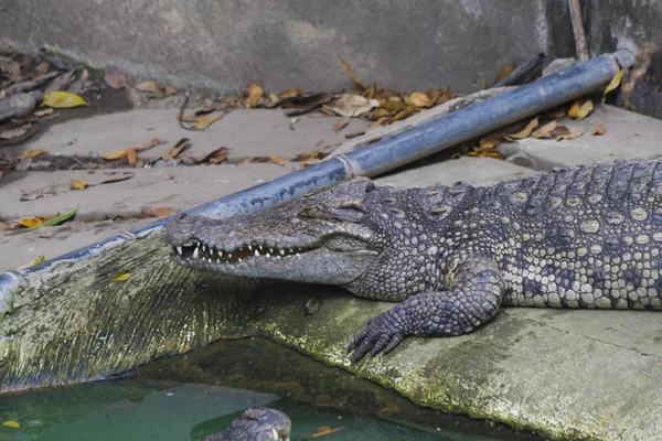 Crocodiles on hunting — Stock Photo, Image
